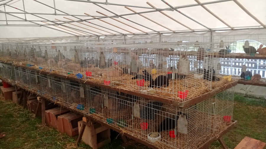 Jeremy und Tino waren bei der Jungtierschau des S6 in Annaberg annaberg jungtierschau s6 kaninchenzuchtverein rassegeflügelzuchtverein Die Kaninchen-Jungtierschau des S6 in Annaberg: Drei Stunden vor der offiziellen Eröffnung