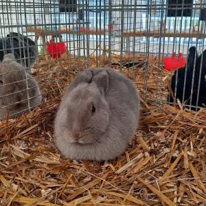 kaninchen fotogalerie