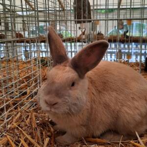 kaninchen fotogalerie