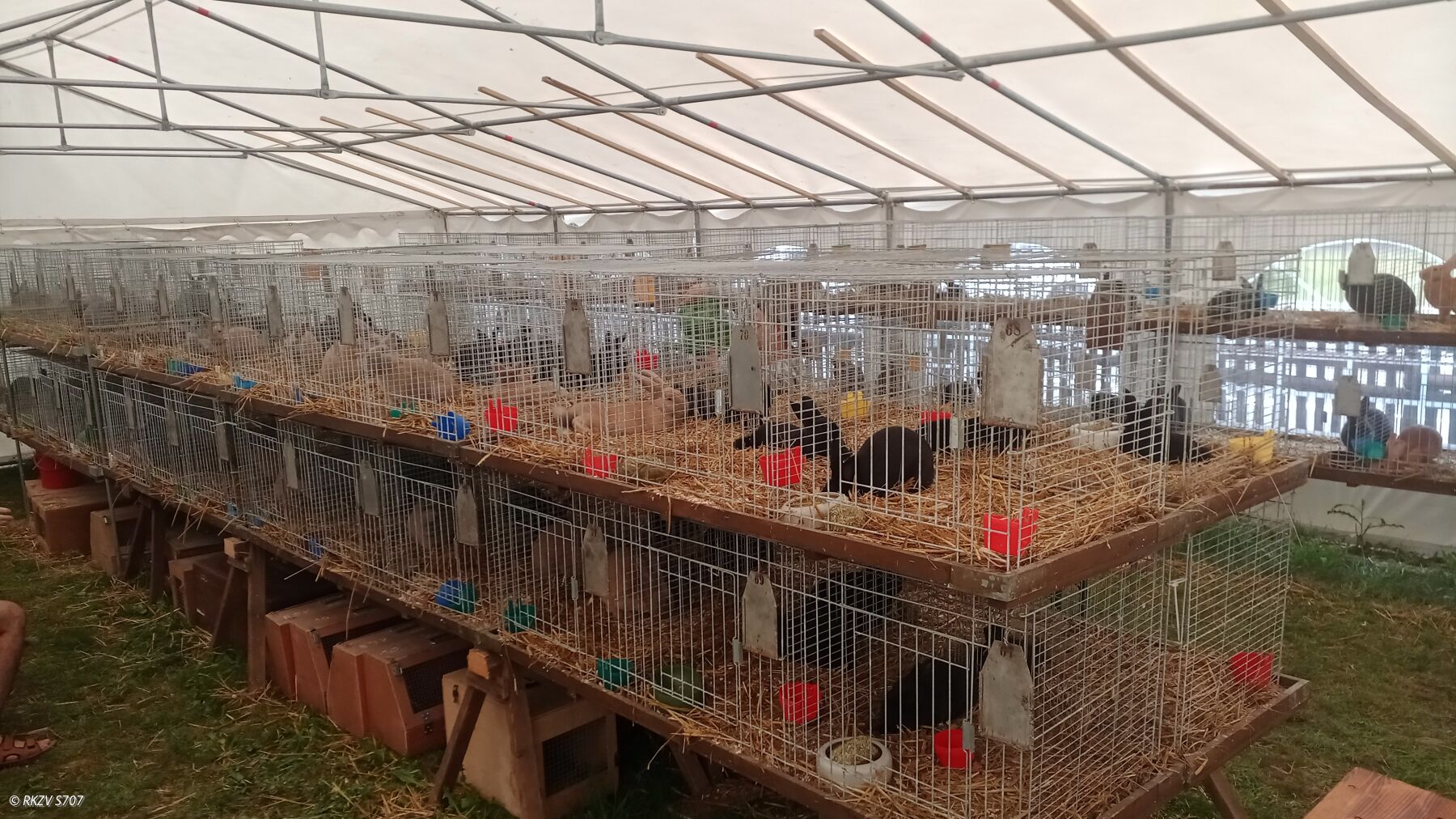 Zu Besuch bei der Jungtierschau des S6 Annaberg (4.7.2026)