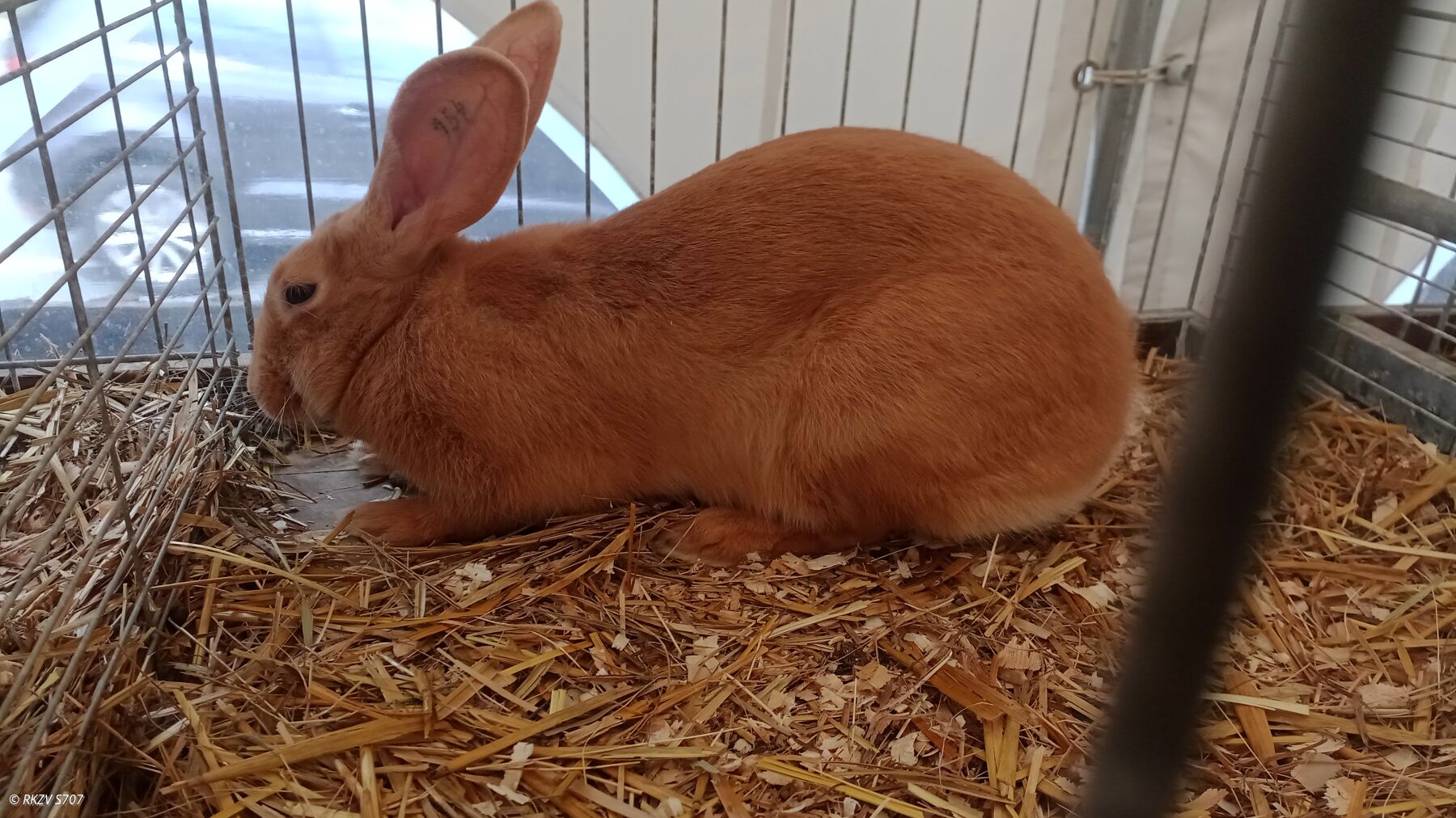 Kaninchen der Rasse "Burgunder" bei der Jungtierschau des S6 Annaberg