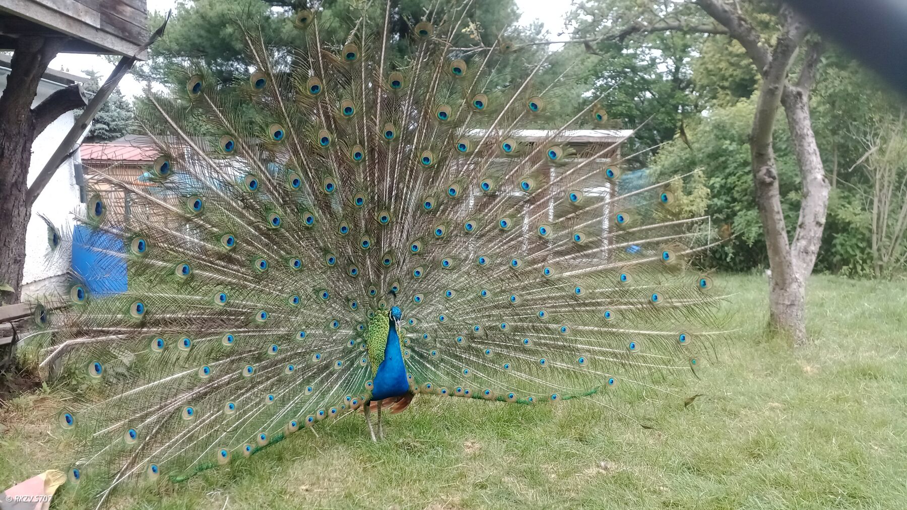 Ein Pfau zeigt seine ganze Schönheit - Gesehen am Rande der Kaninchen-Jungtierschau des S6 Annaberg