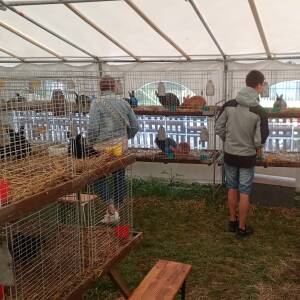 Jeremy Estel zu Besuch bei der Jungtierschau des S6 Annaberg (4.7.2026) 23.07.2026