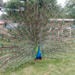 Ein Pfau zeigt seine ganze Schönheit - Gesehen am Rande der Kaninchen-Jungtierschau des S6 Annaberg  23.07.2026
